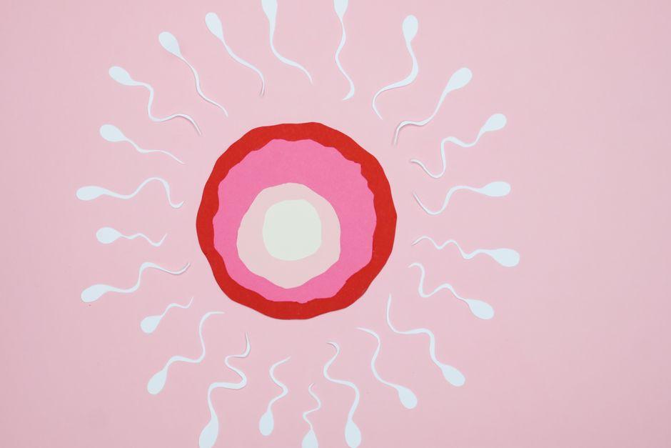 When Is the Best Time to Have Intercourse for Fertility and Connection