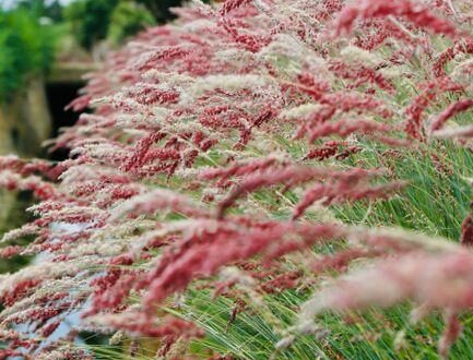 When is the Best Time to Cut Ornamental Grasses for a Healthy and Beautiful Garden