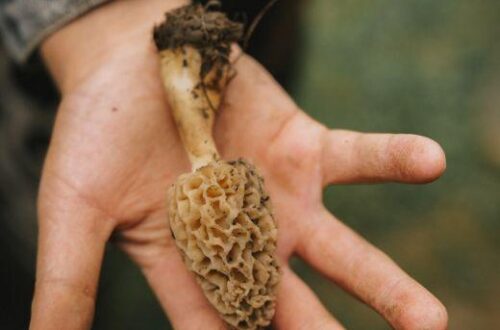 Where is the Best Place to Find Morel Mushrooms and How to Spot Them Easily