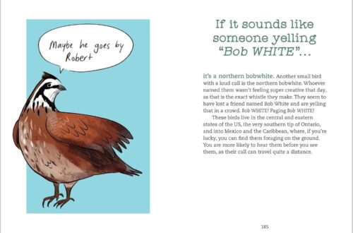 Best Bird Identification Guide – Bird Talk: Hilariously Accurate Ways to Identify Birds by the Sounds They Make Review