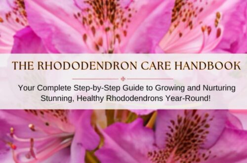 Best Rhododendron Care Guide – Grow Stunning, Healthy Blooms Year-Round